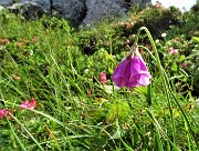 52 Aglio d'Insubria (Allium insubricum) anche in Alben